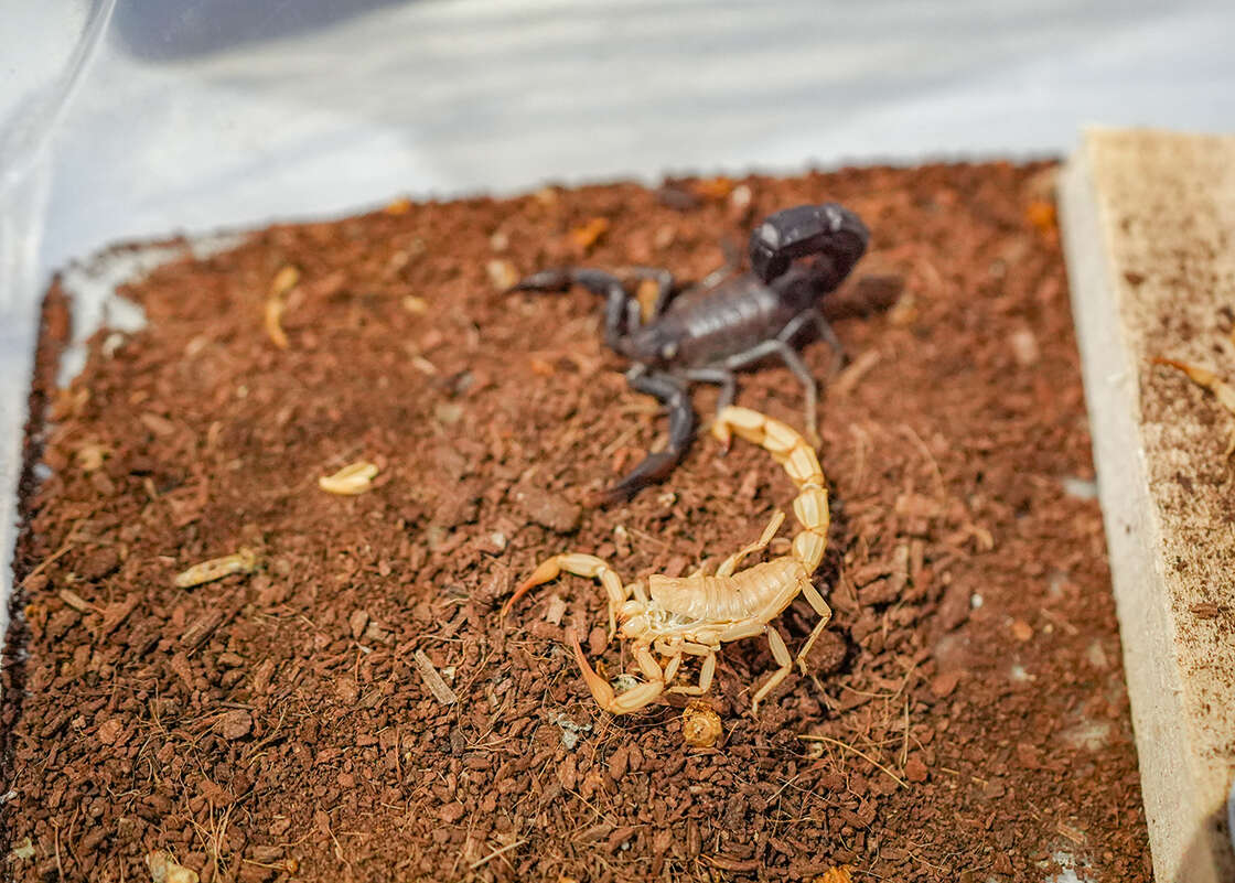 Zehirli Ama Değerli: Milyon Dolarlık Akrep Tesisi 2